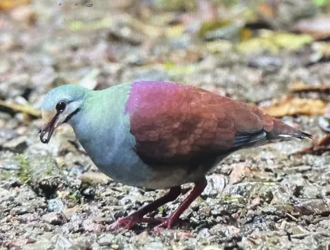 黄额鹑鸠