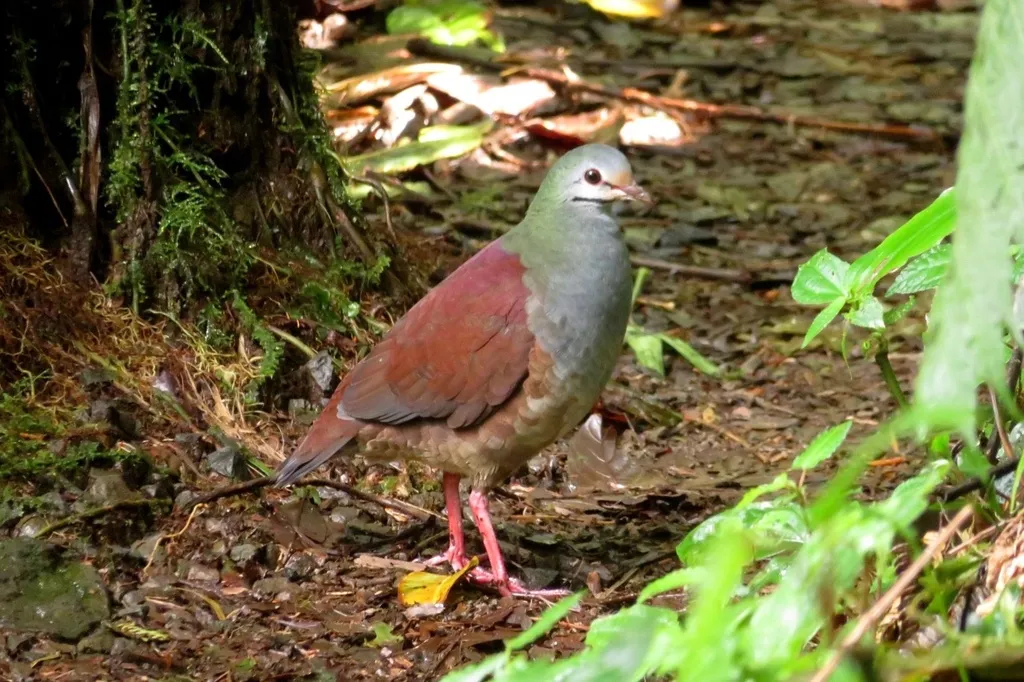 黄额鹑鸠(Zentrygon costaricensis)