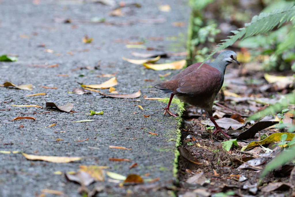 黄额鹑鸠(Zentrygon costaricensis)