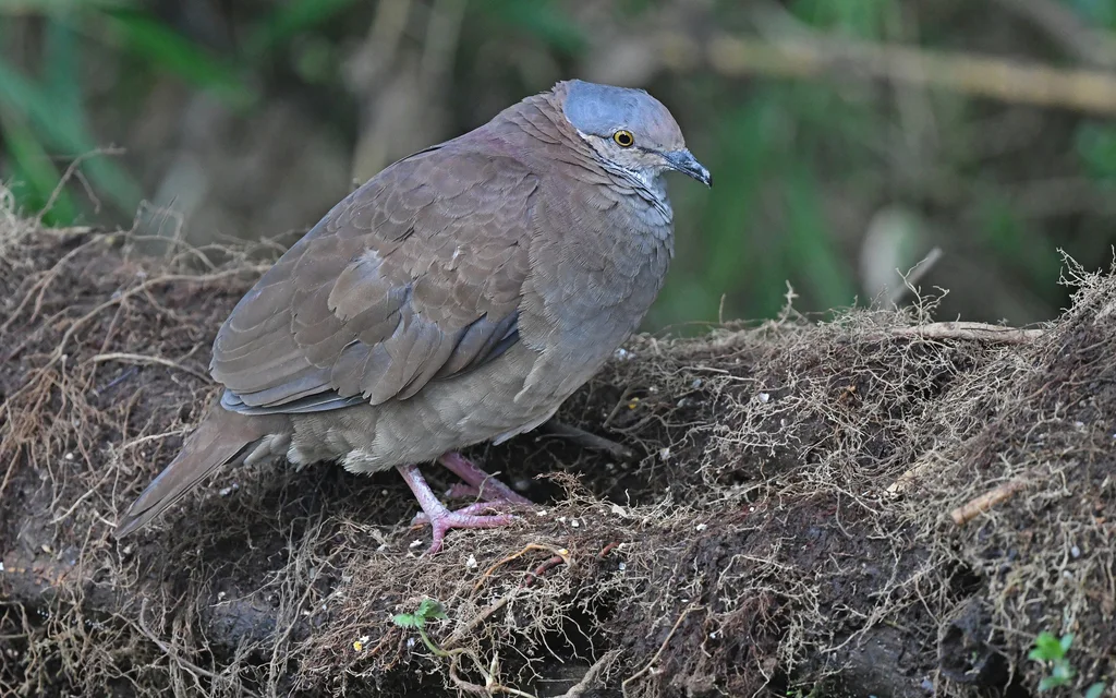 白喉鹑鸠(Zentrygon frenata)