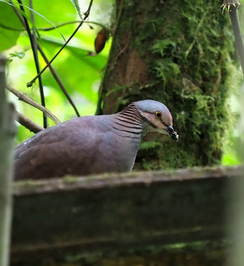 白喉鹑鸠(Zentrygon frenata)