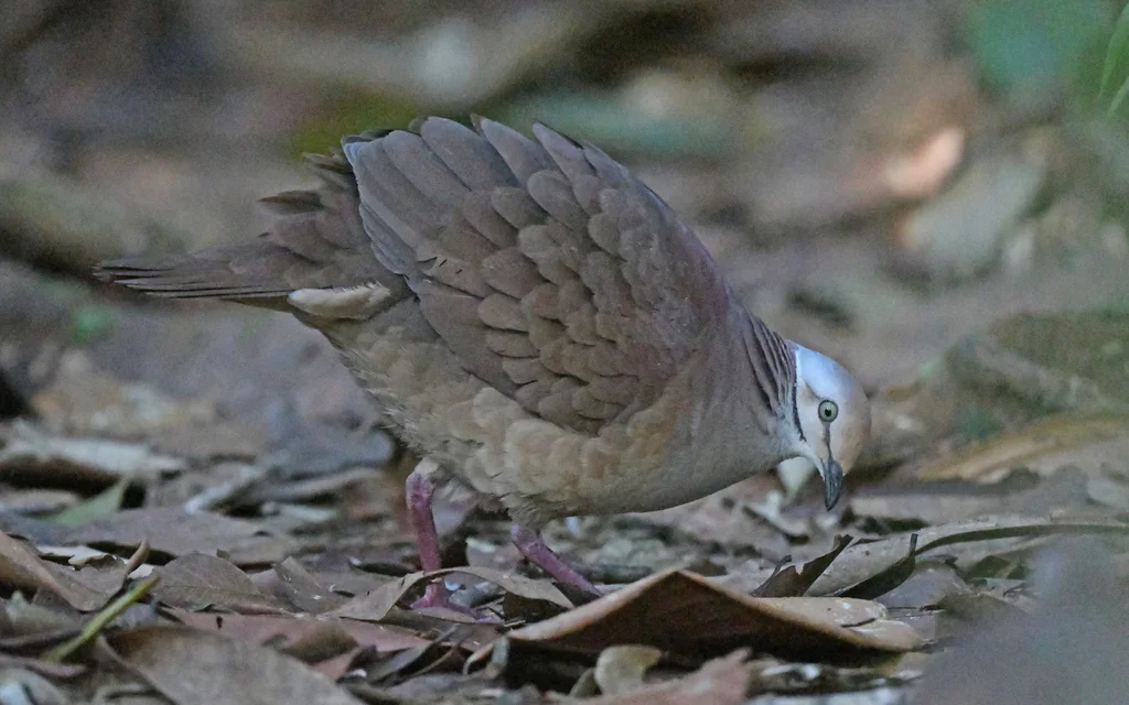 白脸鹑鸠(Zentrygon linearis)