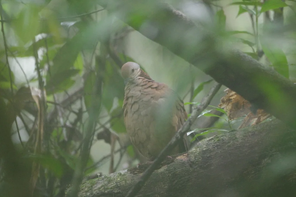 白脸鹑鸠(Zentrygon linearis)