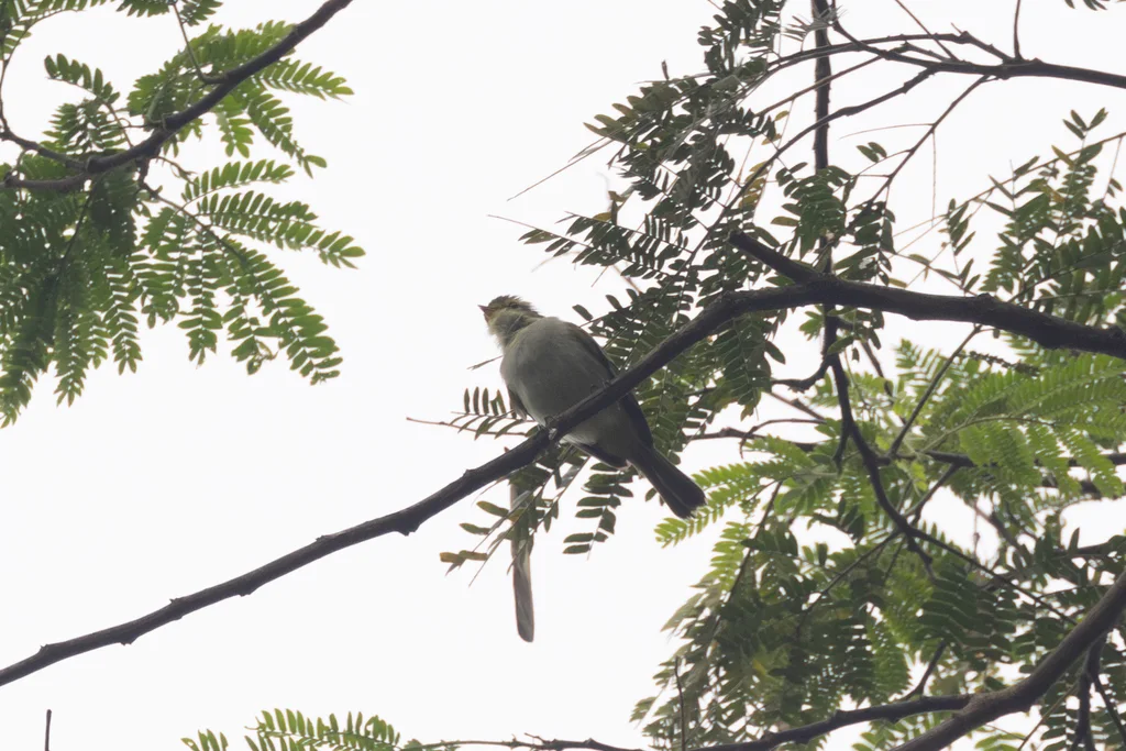 金脸小霸鹟(Zimmerius chrysops)