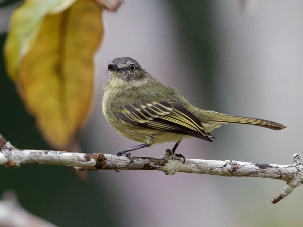 细脚小霸鹟(Zimmerius gracilipes)