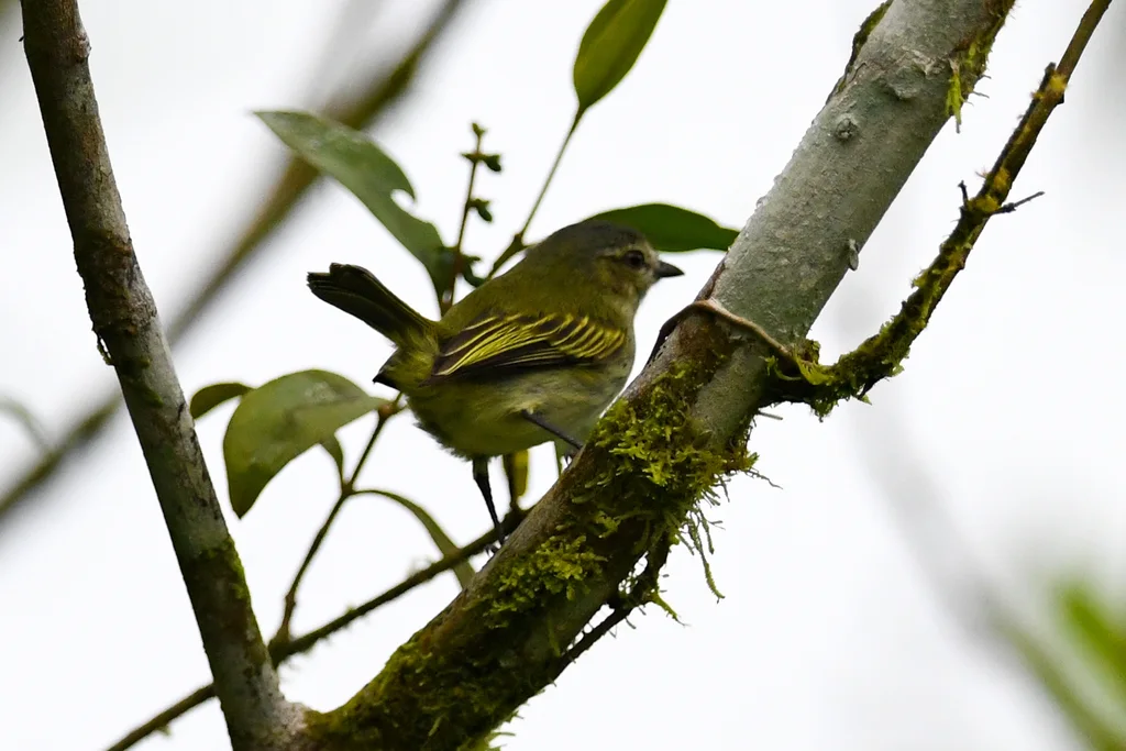 槲小霸鹟(Zimmerius parvus)