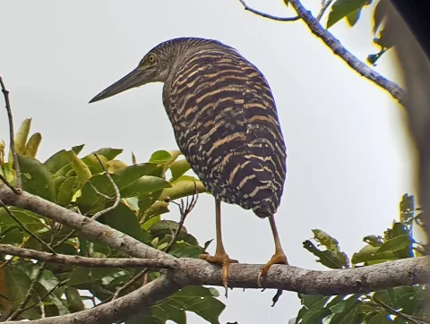 林鳽