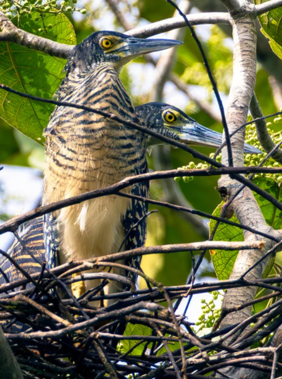 林鳽(Zonerodius heliosylus)