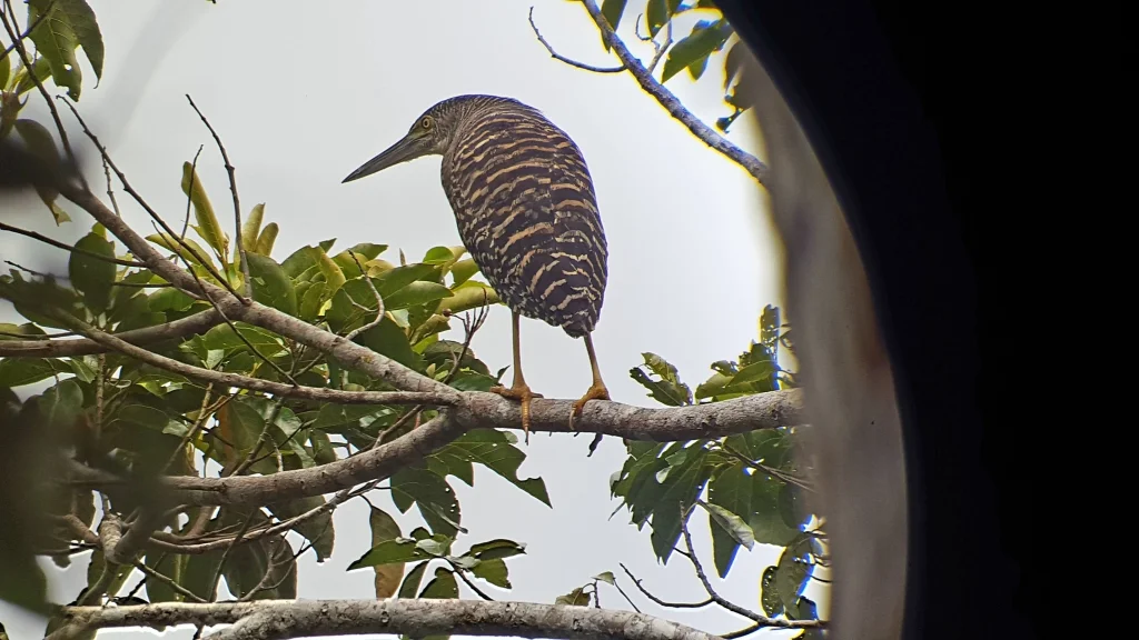 林鳽(Zonerodius heliosylus)