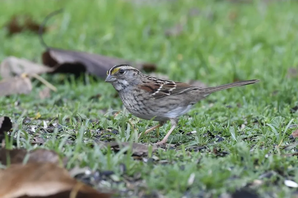 白喉带鹀（Zonotrichia albicollis）