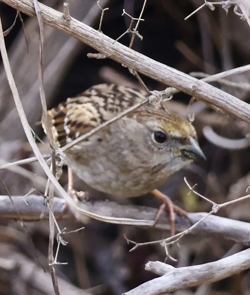 金冠带鹀(Zonotrichia atricapilla)