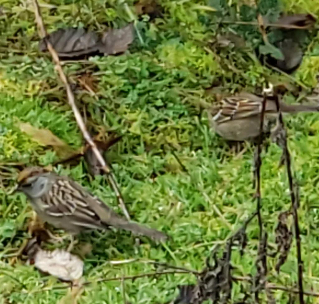金冠带鹀(Zonotrichia atricapilla)