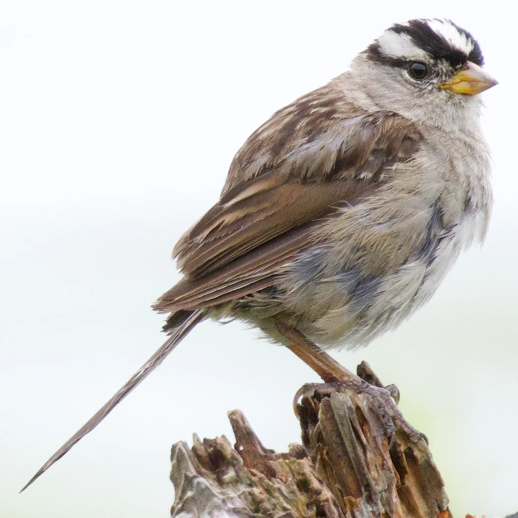 白冠带鹀(Zonotrichia leucophrys)