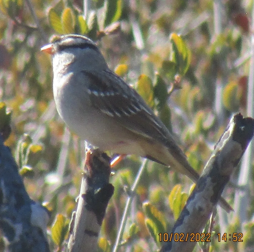 白冠带鹀(Zonotrichia leucophrys)