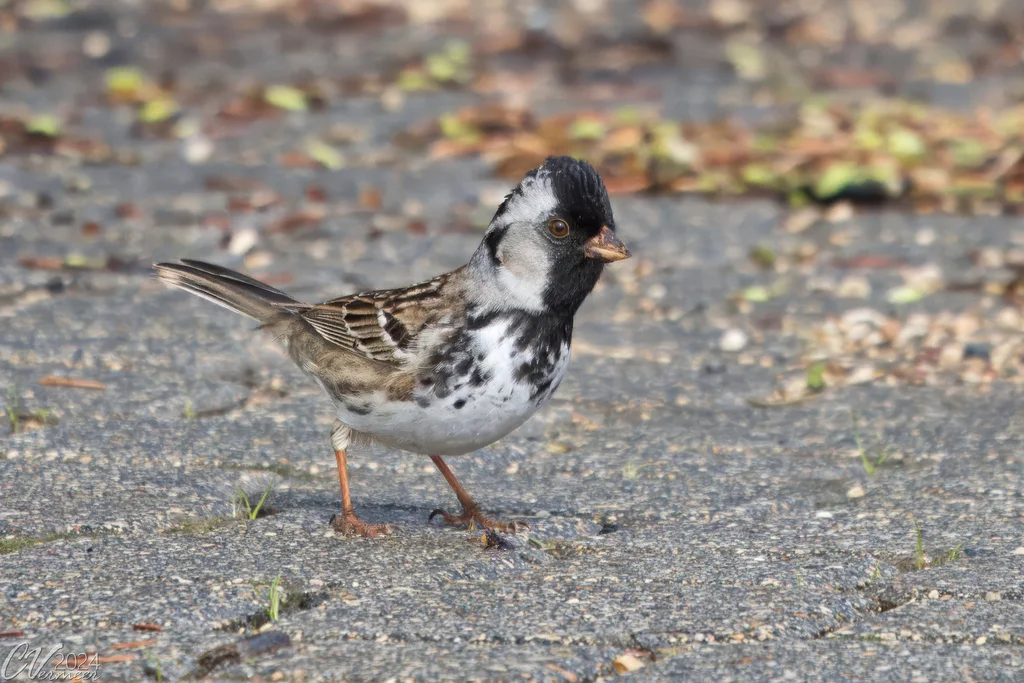 赫氏带鹀(Zonotrichia querula)