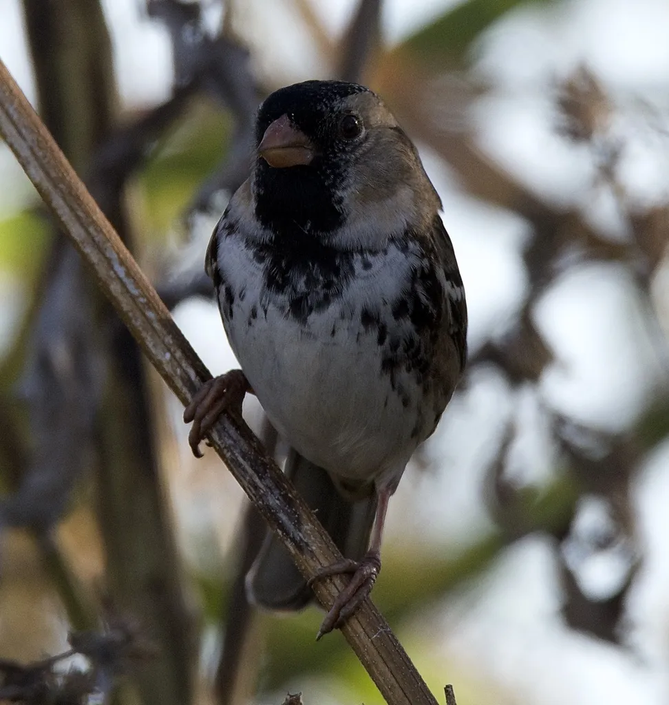 赫氏带鹀(Zonotrichia querula)