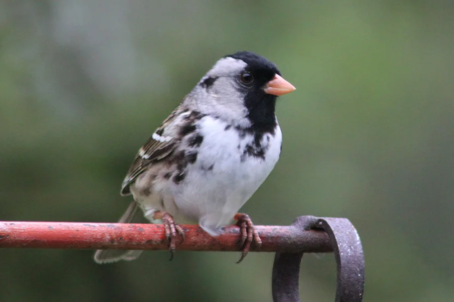 赫氏带鹀(Zonotrichia querula)