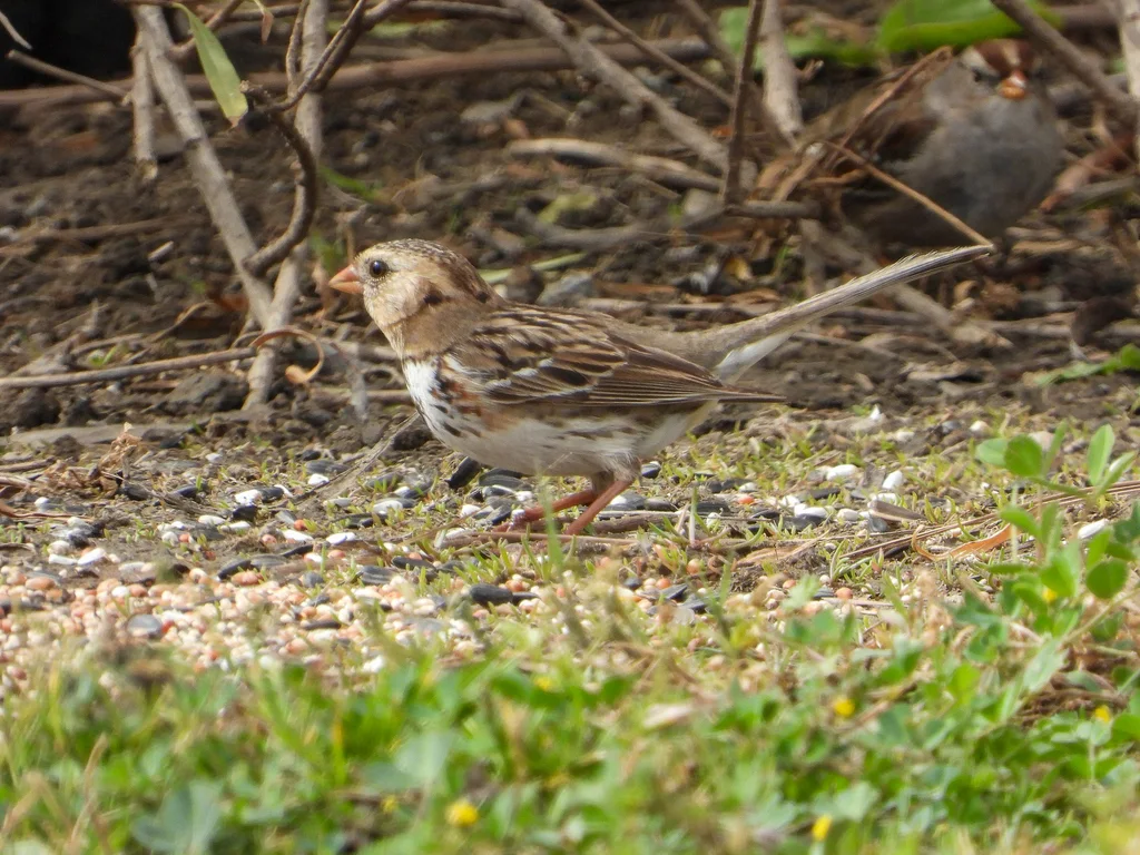 赫氏带鹀(Zonotrichia querula)