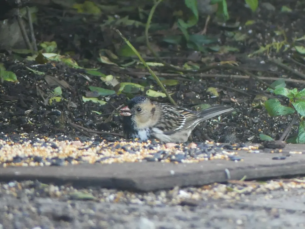 赫氏带鹀(Zonotrichia querula)