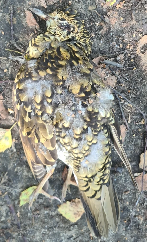 虎斑地鸫(Zoothera aurea)