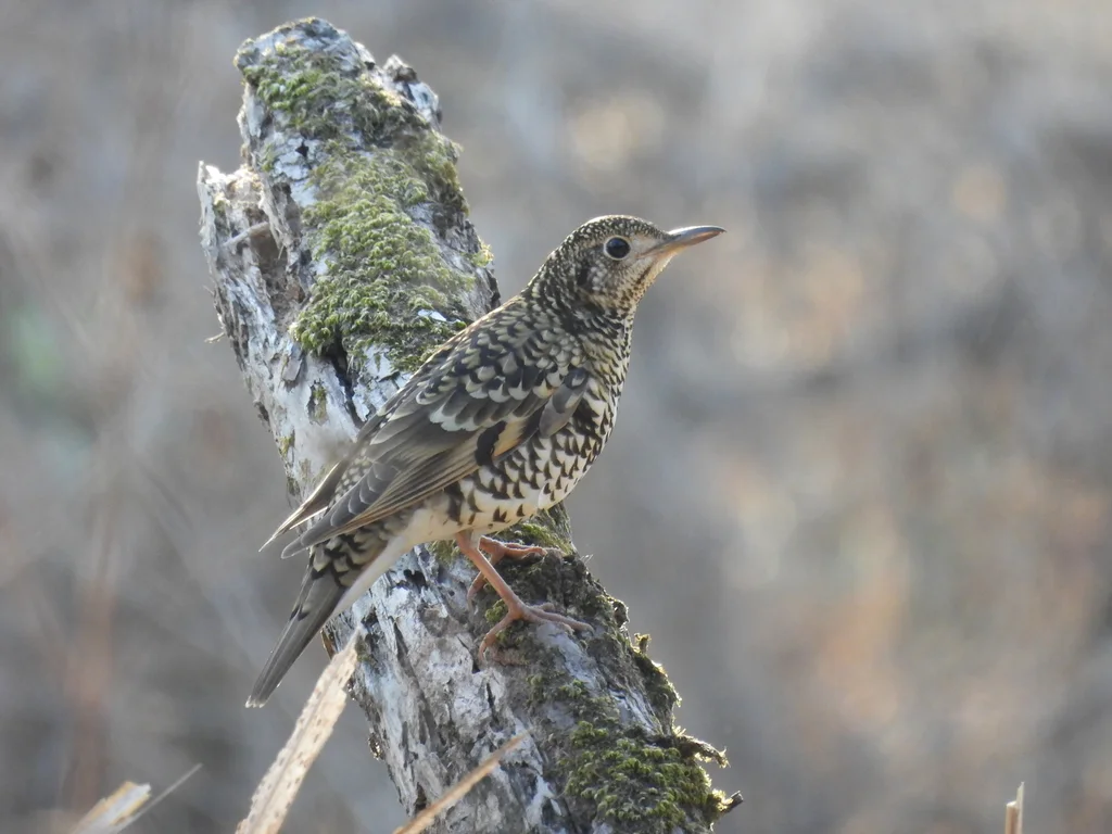 虎斑地鸫(Zoothera aurea)