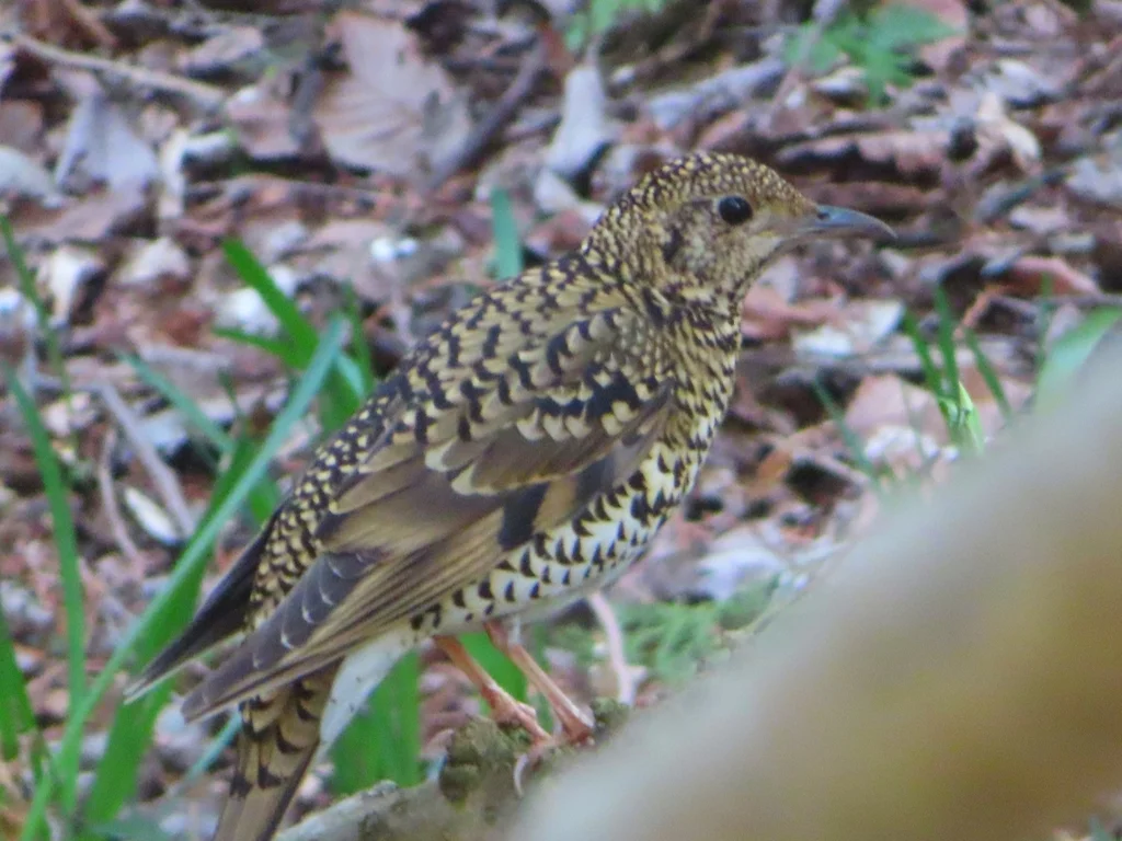 虎斑地鸫(Zoothera aurea)