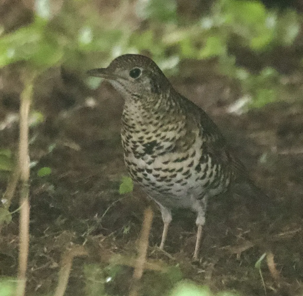 虎斑地鸫(Zoothera aurea)