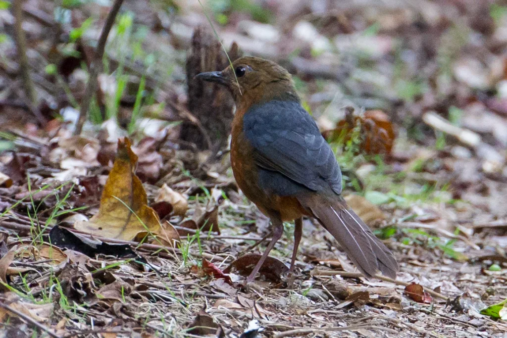 苏拉威西山鸫(Zoothera heinrichi)
