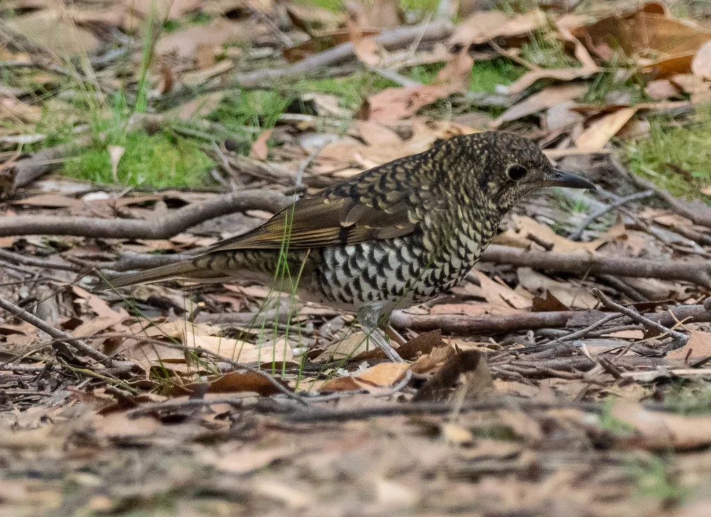绿尾地鸫(Zoothera lunulata)