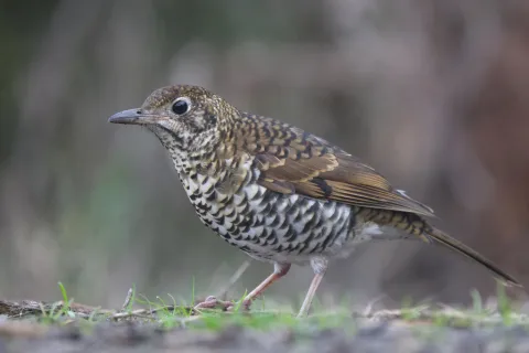 绿尾地鸫