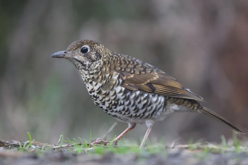 绿尾地鸫(Zoothera lunulata)