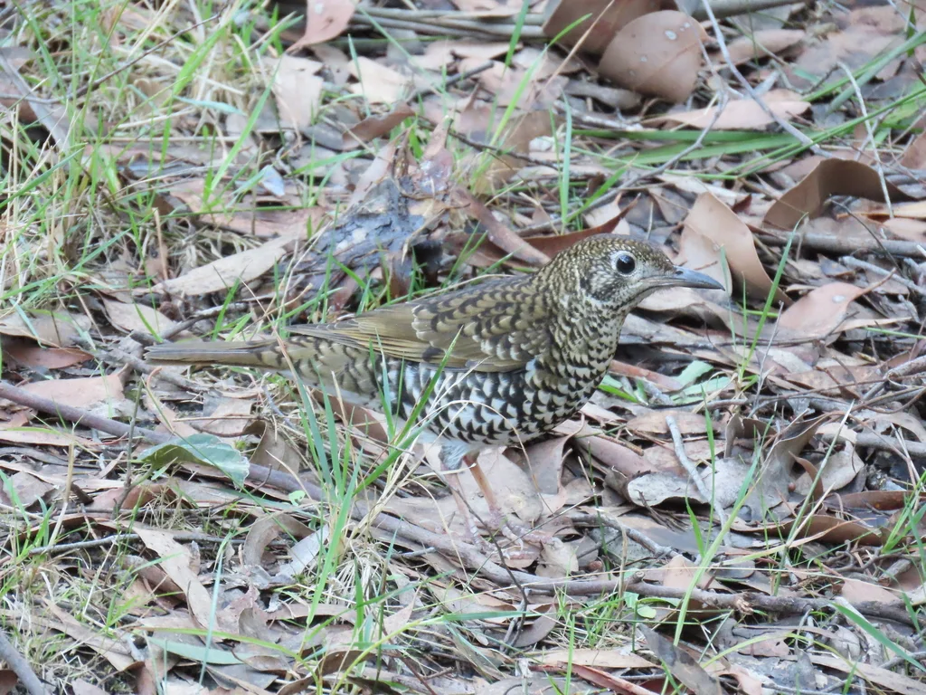 绿尾地鸫(Zoothera lunulata)
