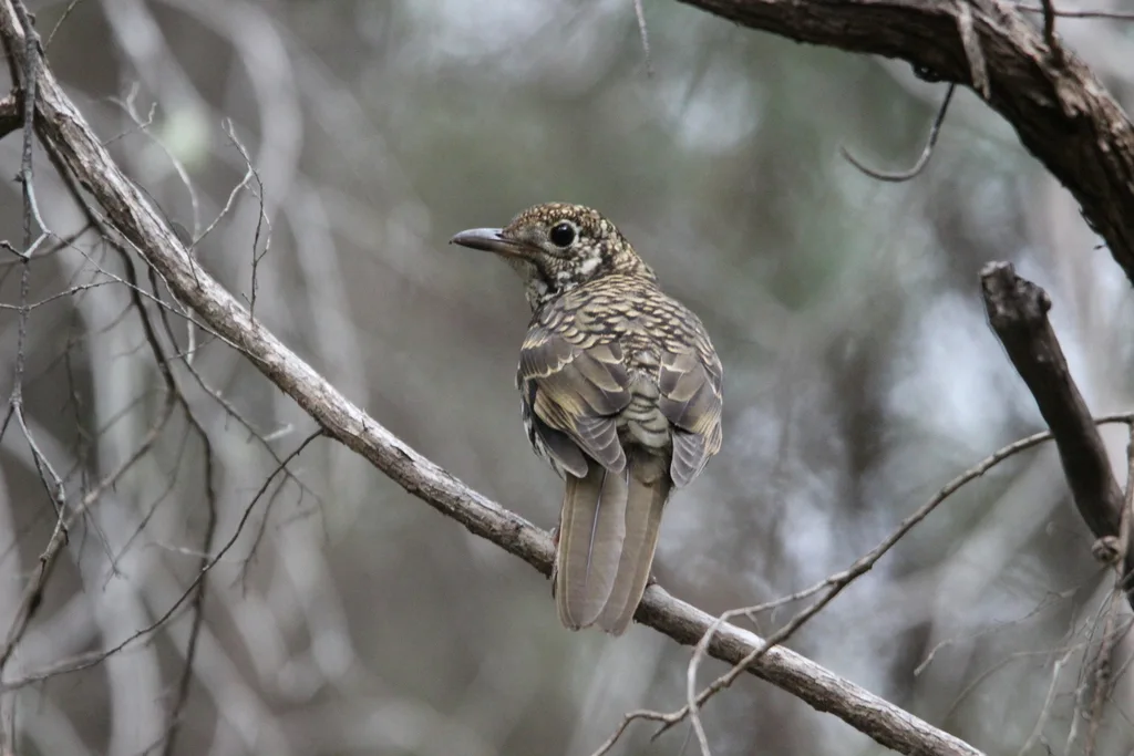 绿尾地鸫(Zoothera lunulata)