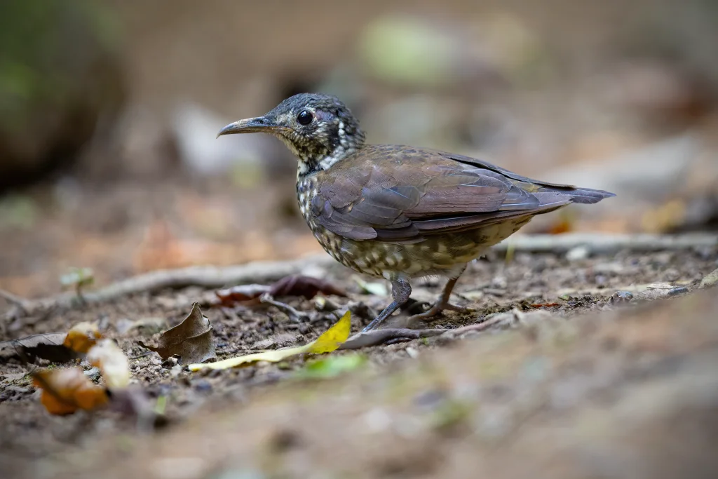 长嘴地鸫(Zoothera marginata)