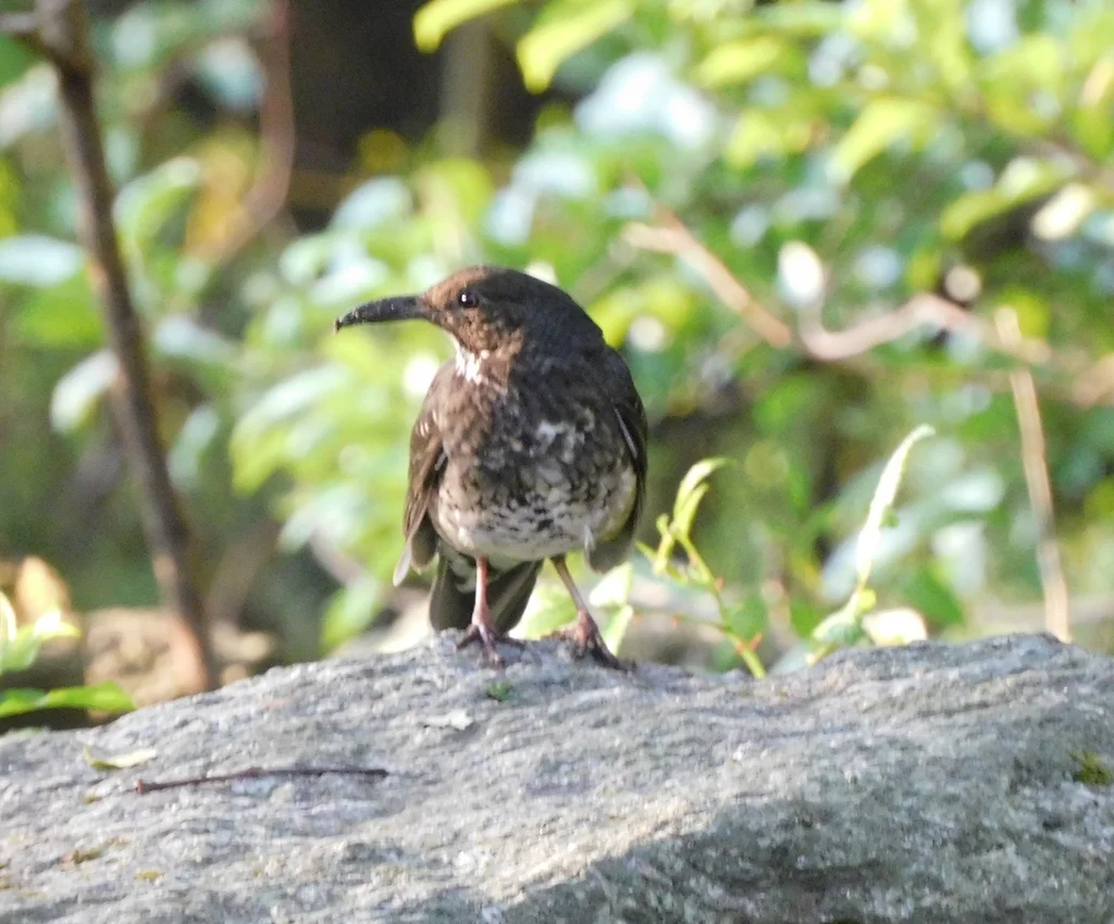大长嘴地鸫(Zoothera monticola)