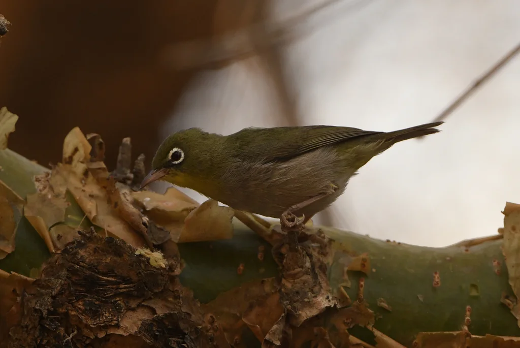 白胸绣眼鸟(Zosterops abyssinicus)