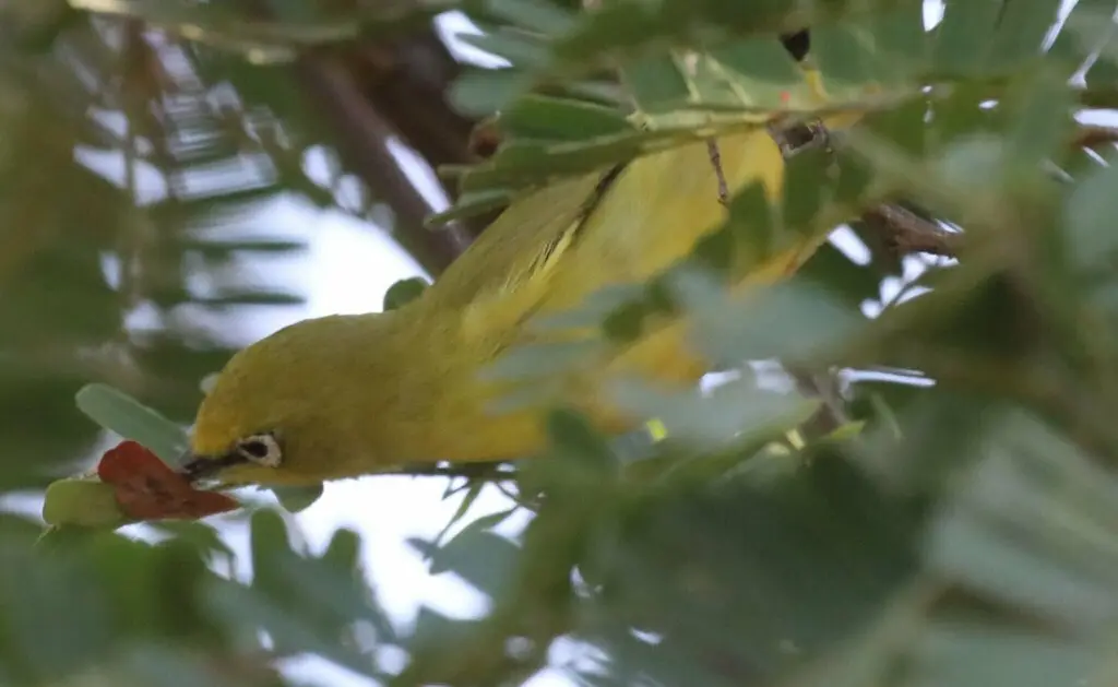 南黄绣眼鸟（Zosterops anderssoni）