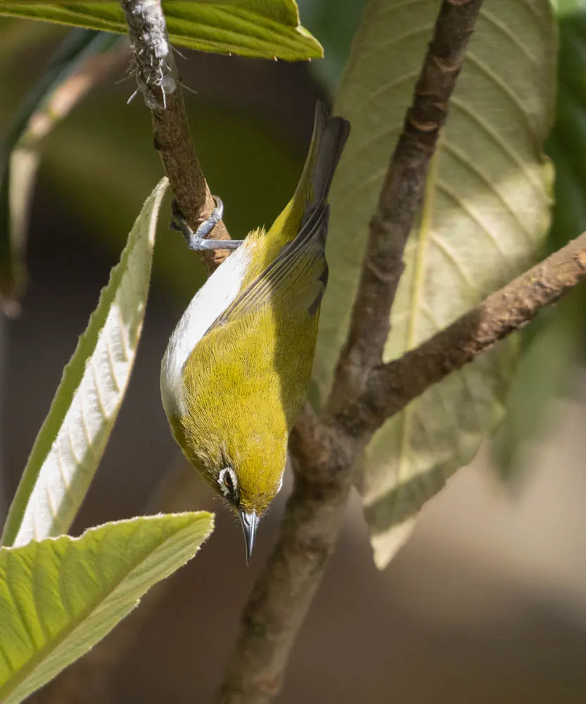 斯里兰卡绣眼鸟(Zosterops ceylonensis)
