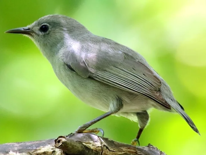灰褐绣眼鸟(Zosterops cinereus)