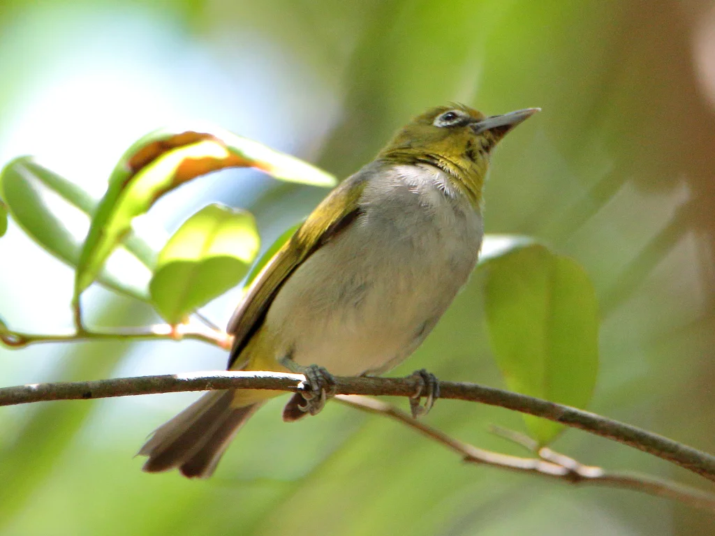 苍腹绣眼鸟(Zosterops citrinella)