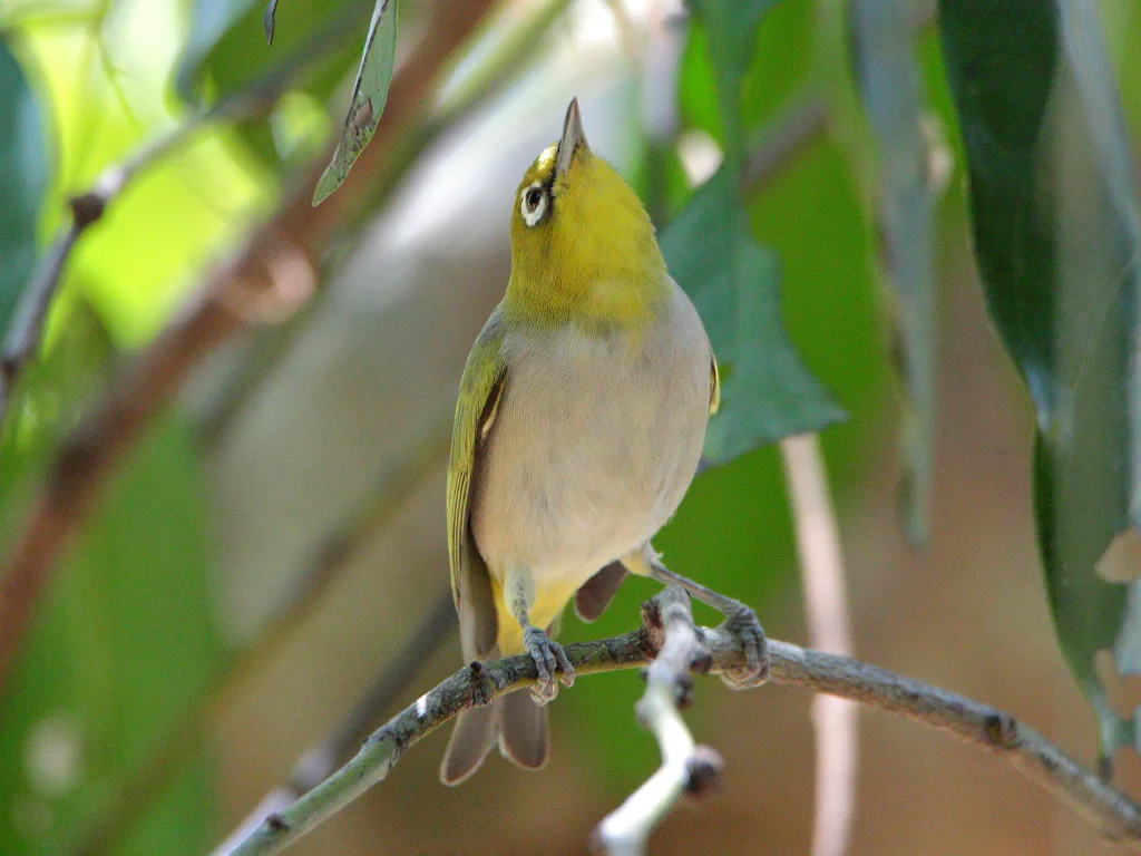 苍腹绣眼鸟(Zosterops citrinella)