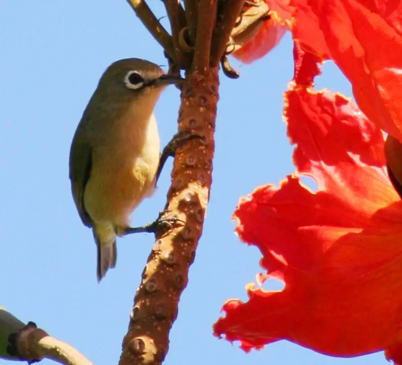 马里亚纳绣眼鸟(Zosterops conspicillatus)