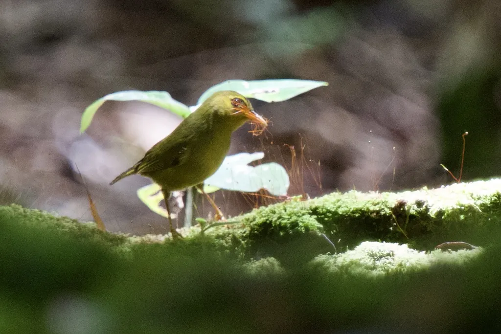 绿绣眼鸟(Zosterops emiliae)