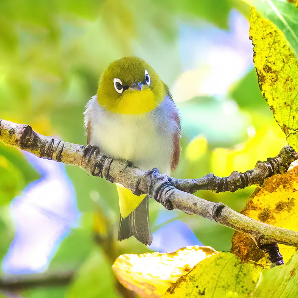 红胁绣眼鸟(Zosterops erythropleurus)