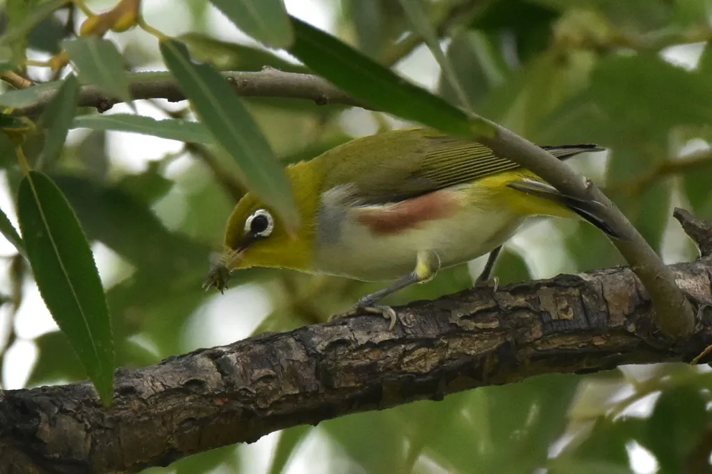 红胁绣眼鸟(Zosterops erythropleurus)