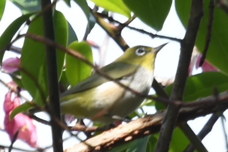 红胁绣眼鸟(Zosterops erythropleurus)