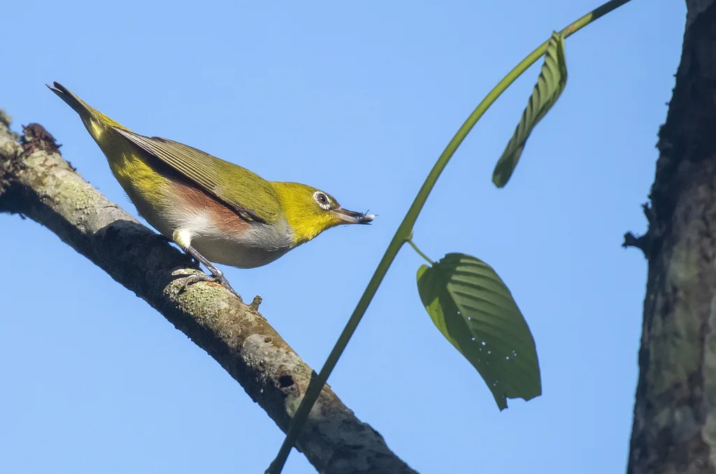 红胁绣眼鸟(Zosterops erythropleurus)