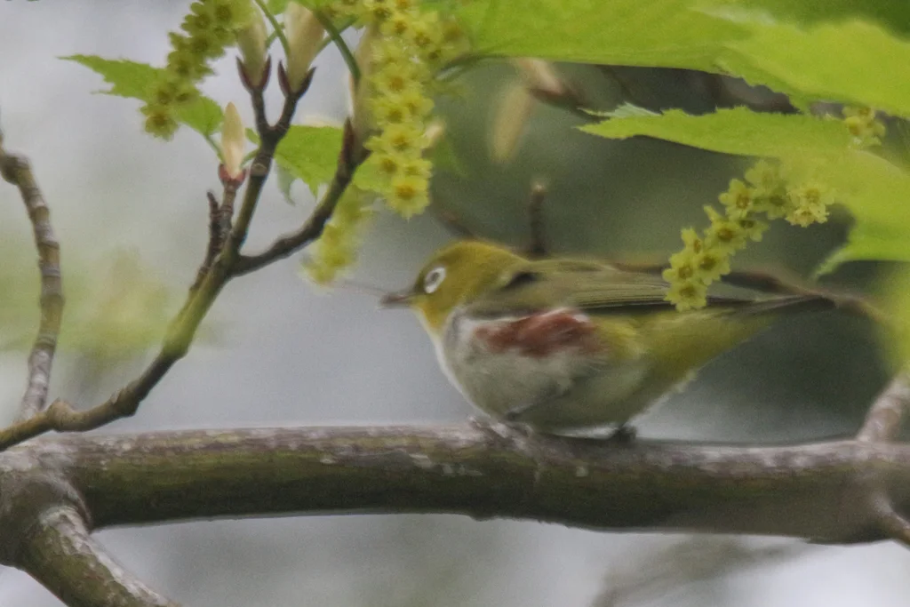 红胁绣眼鸟(Zosterops erythropleurus)