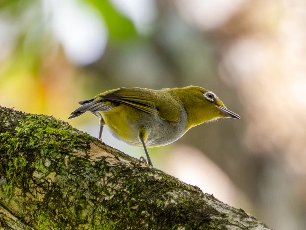 埃氏绣眼鸟(Zosterops everetti)