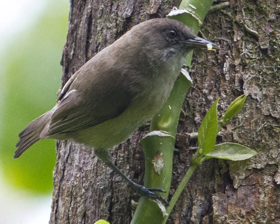暗绣眼鸟(Zosterops finschii)